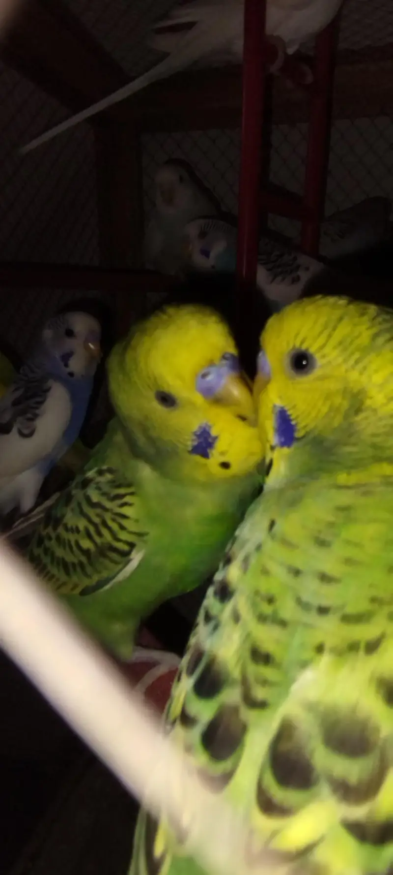 Budgie [ Mix ] — photo 9