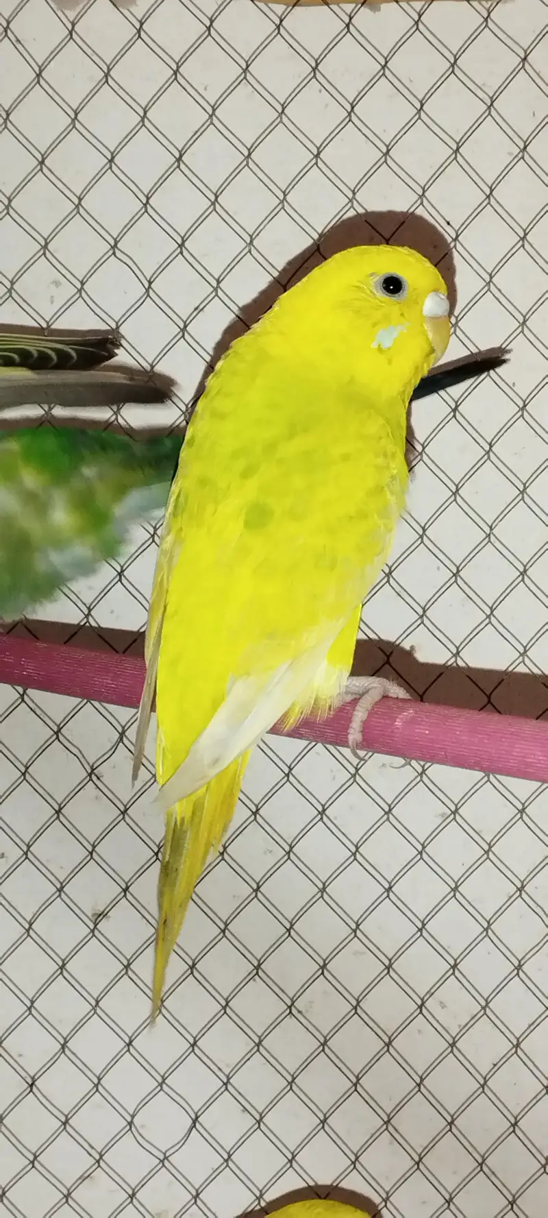 Budgie [ Mix ] — photo 11