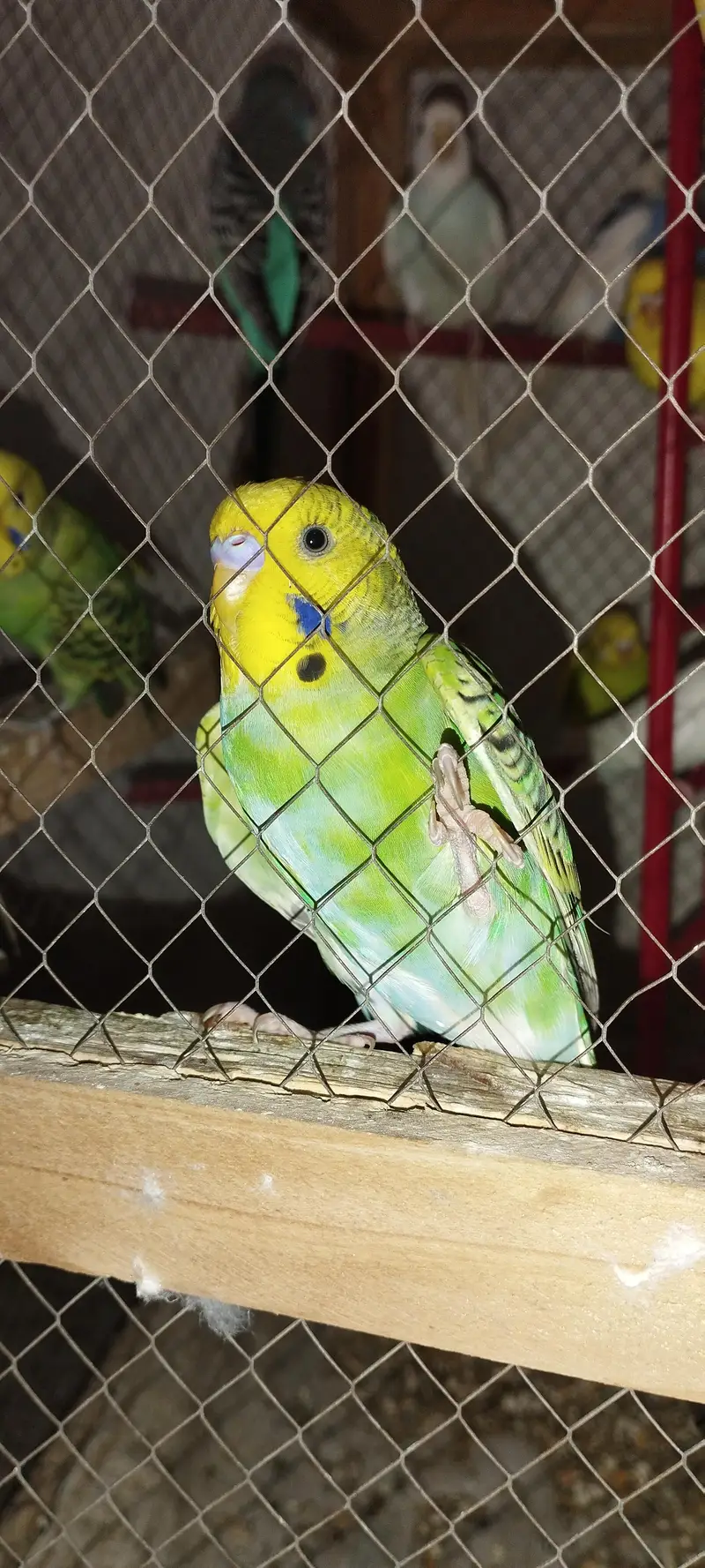 Budgie [ Mix ] — photo 12