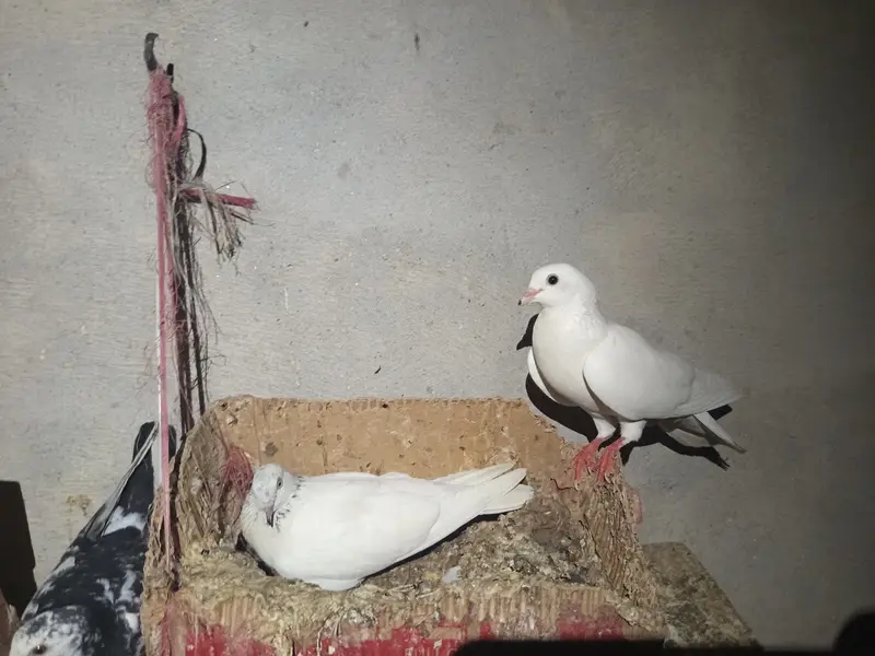 Mix kabooter — photo 8