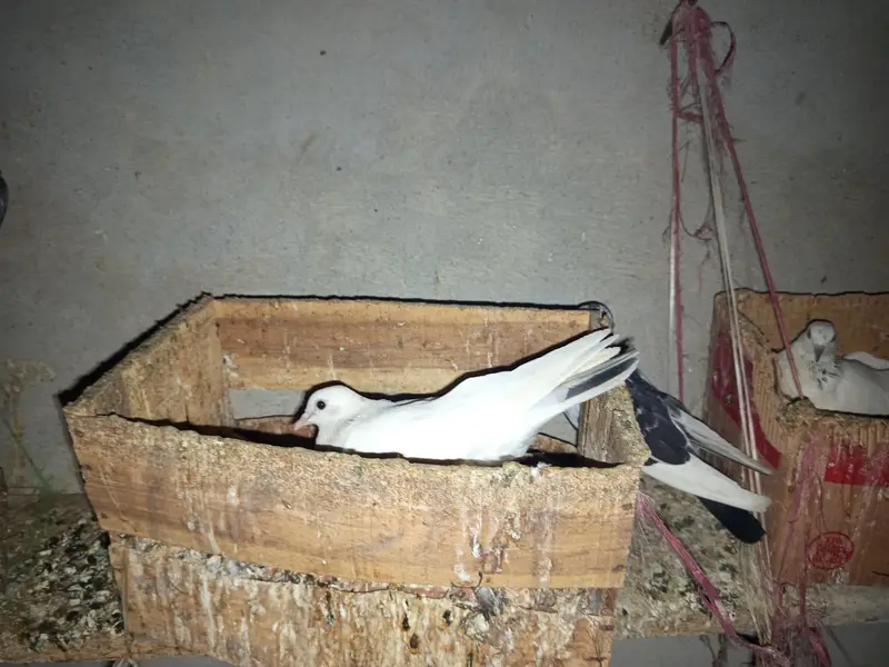 Mix kabooter — photo 12