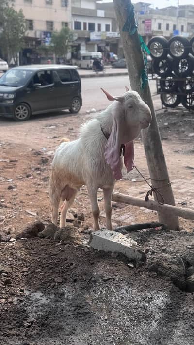 Gulabi Nasal 2 Dant Bakra 2 Color Eyes