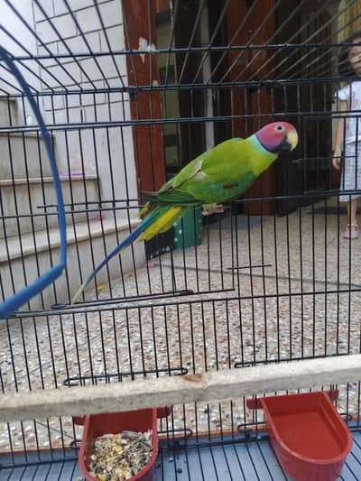 plum head male parrot