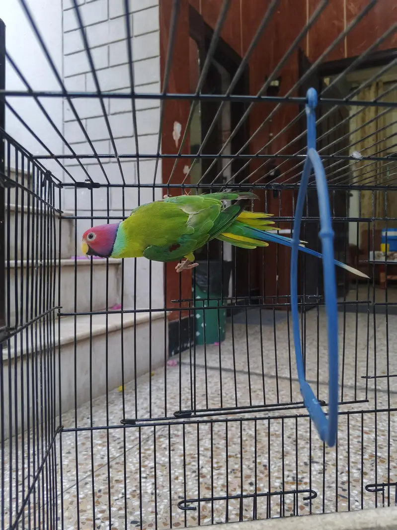 plum head male parrot — photo 2
