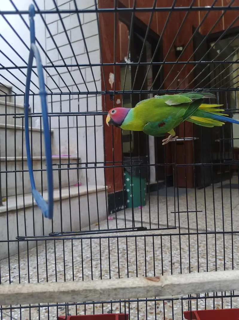 plum head male parrot — photo 3