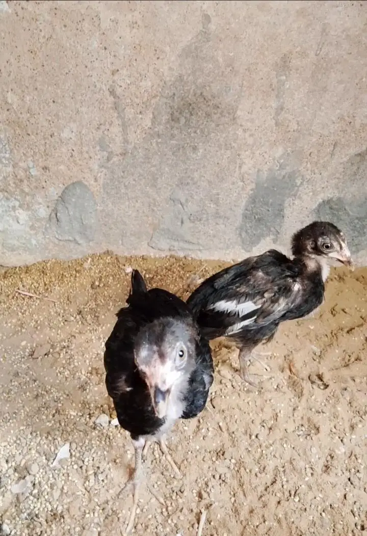 Aseel chiks — photo 2