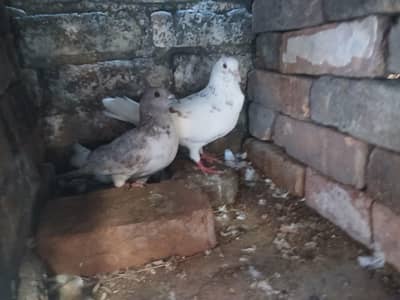 sherazi pigeon for sale