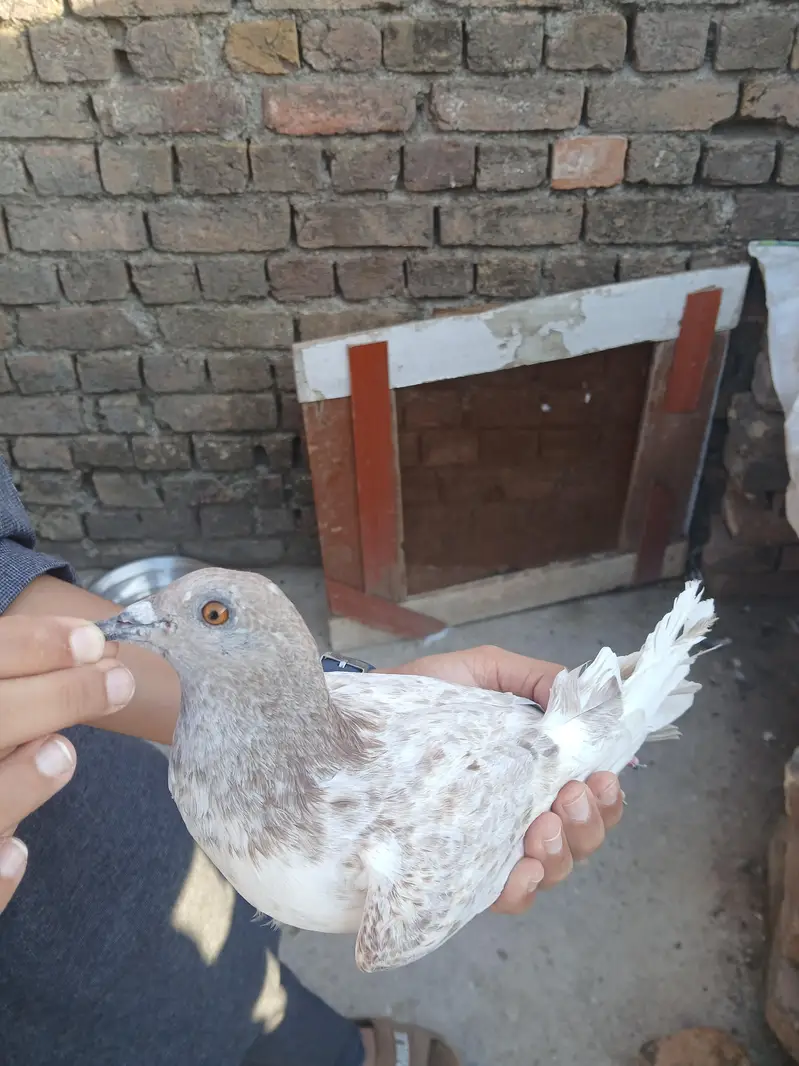 sherazi pigeon for sale — photo 2