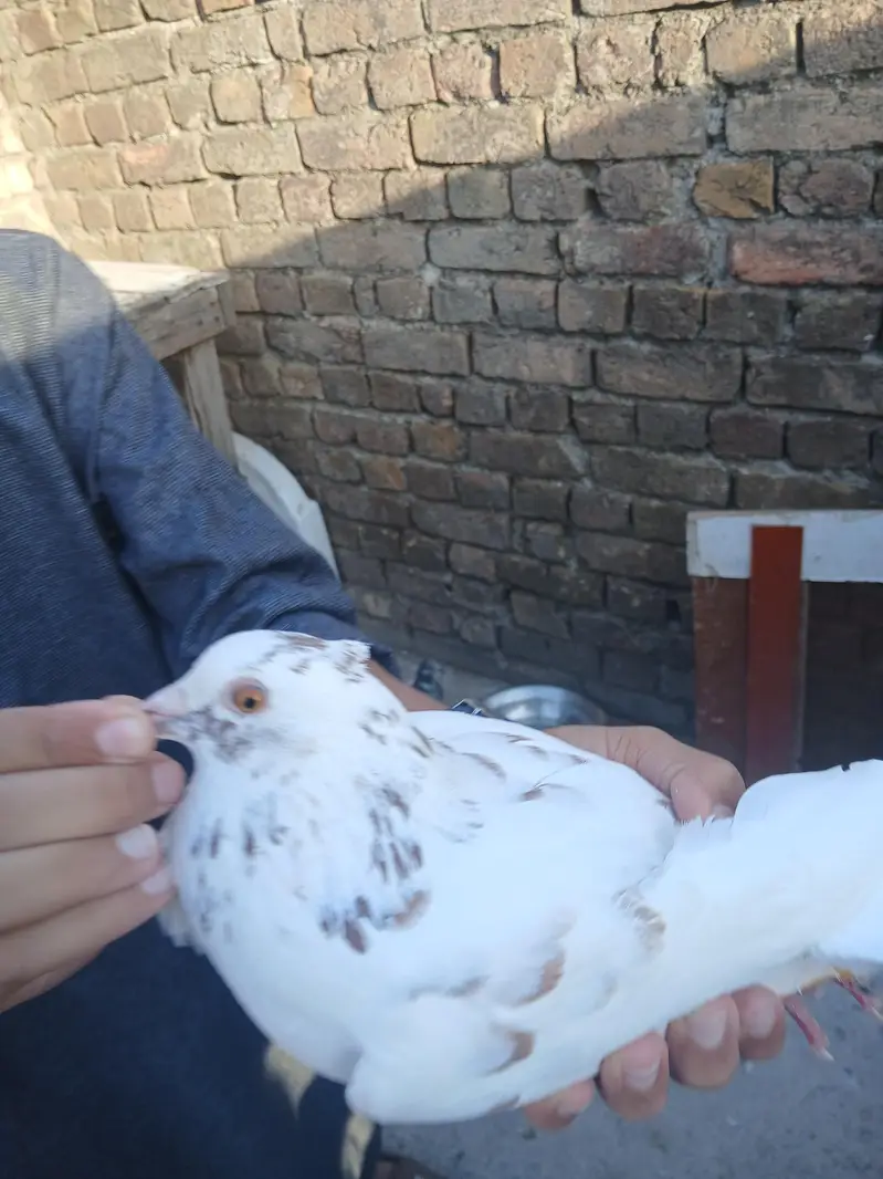 sherazi pigeon for sale — photo 3