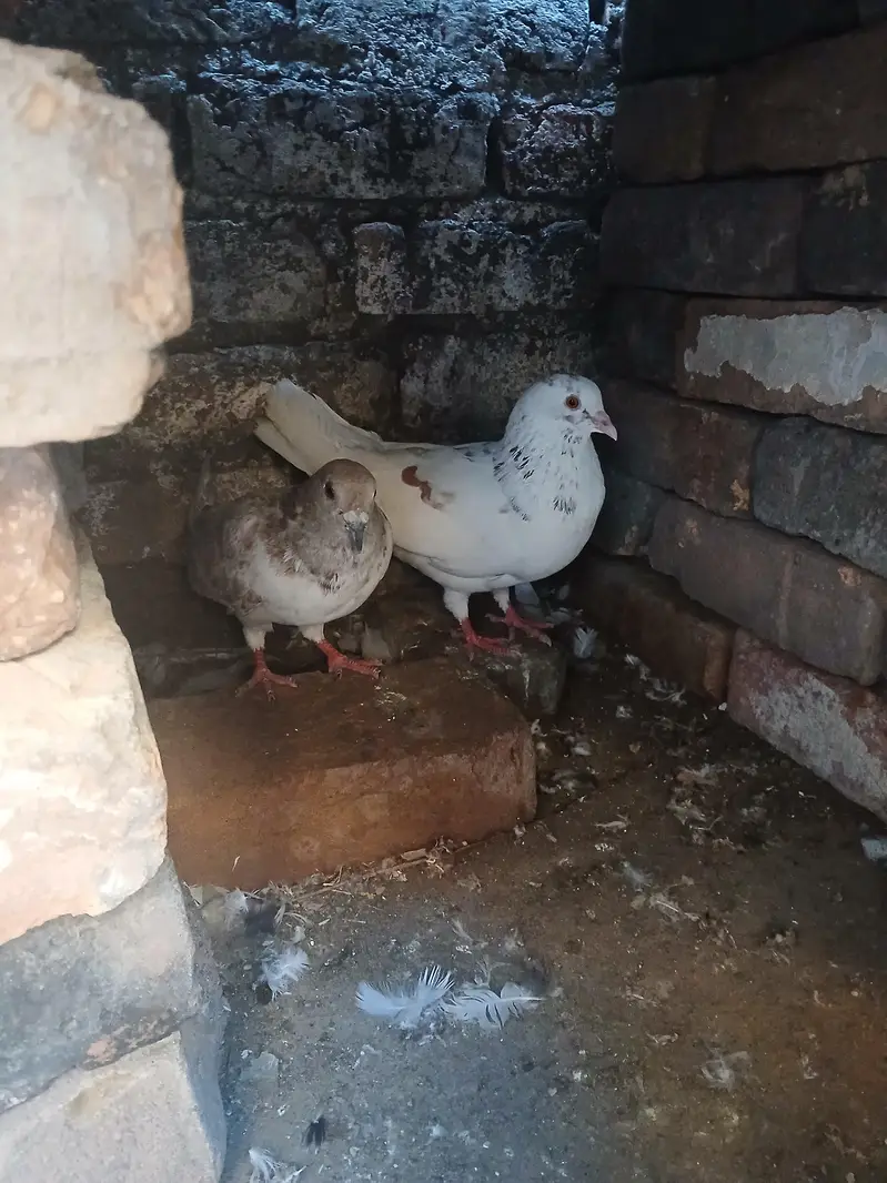 sherazi pigeon for sale — photo 4