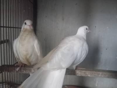white dove pair with a chick