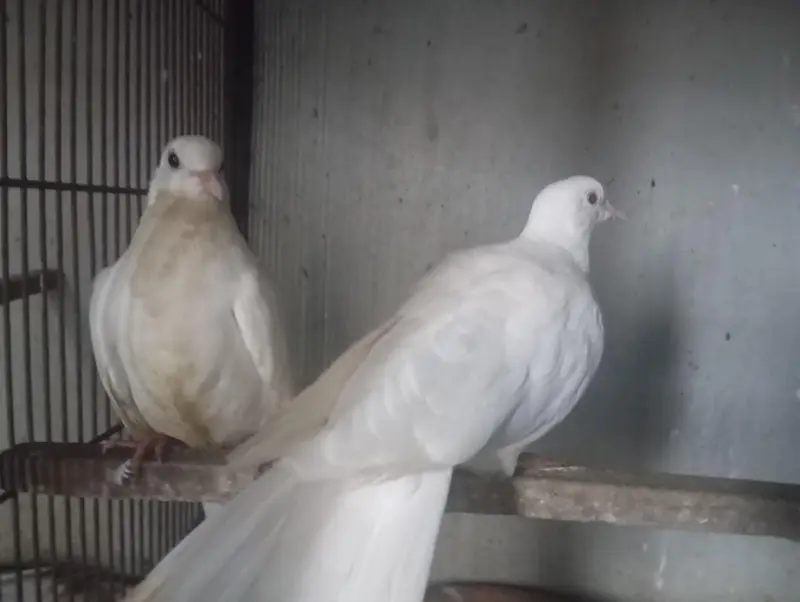 white dove pair with a chick