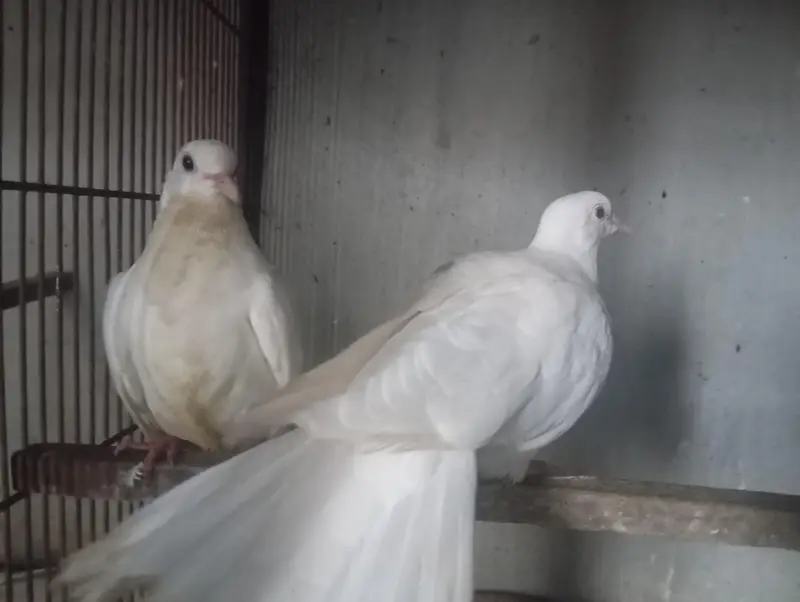 white dove pair with a chick — photo 2