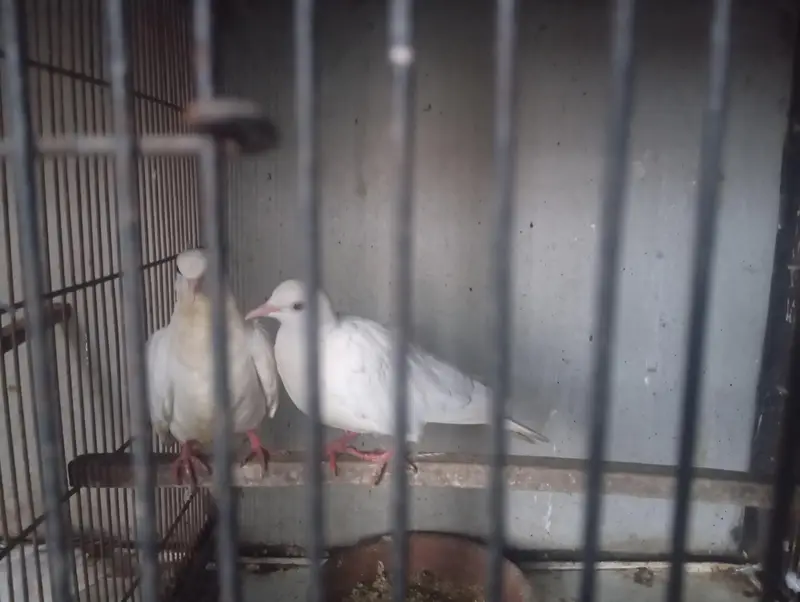 white dove pair with a chick — photo 3