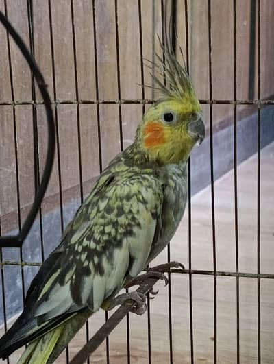  Beautiful Female Pearl Cockatiel for Sale 