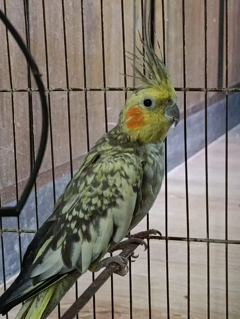  Beautiful Female Pearl Cockatiel for Sale 