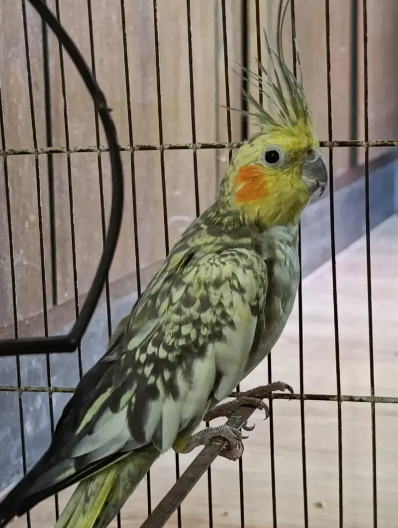  Beautiful Female Pearl Cockatiel for Sale  — photo 2