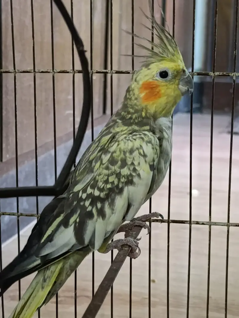  Beautiful Female Pearl Cockatiel for Sale  — photo 3