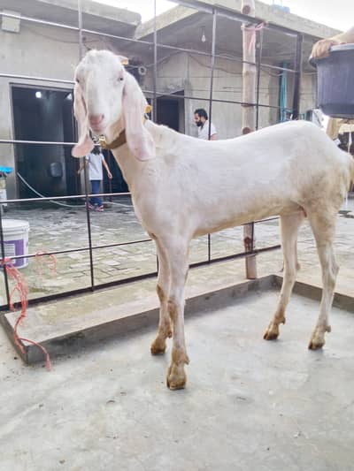 1 bredar Bakra 2 bakri