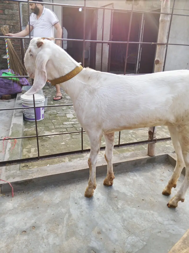 1 bredar Bakra 2 bakri — photo 2