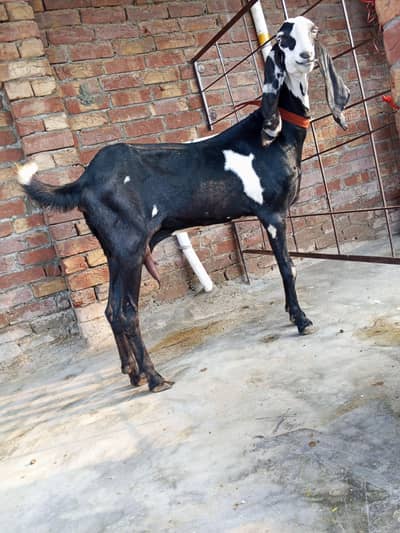 4 male pathay/1 female path/3 bari breeder bakriyaan