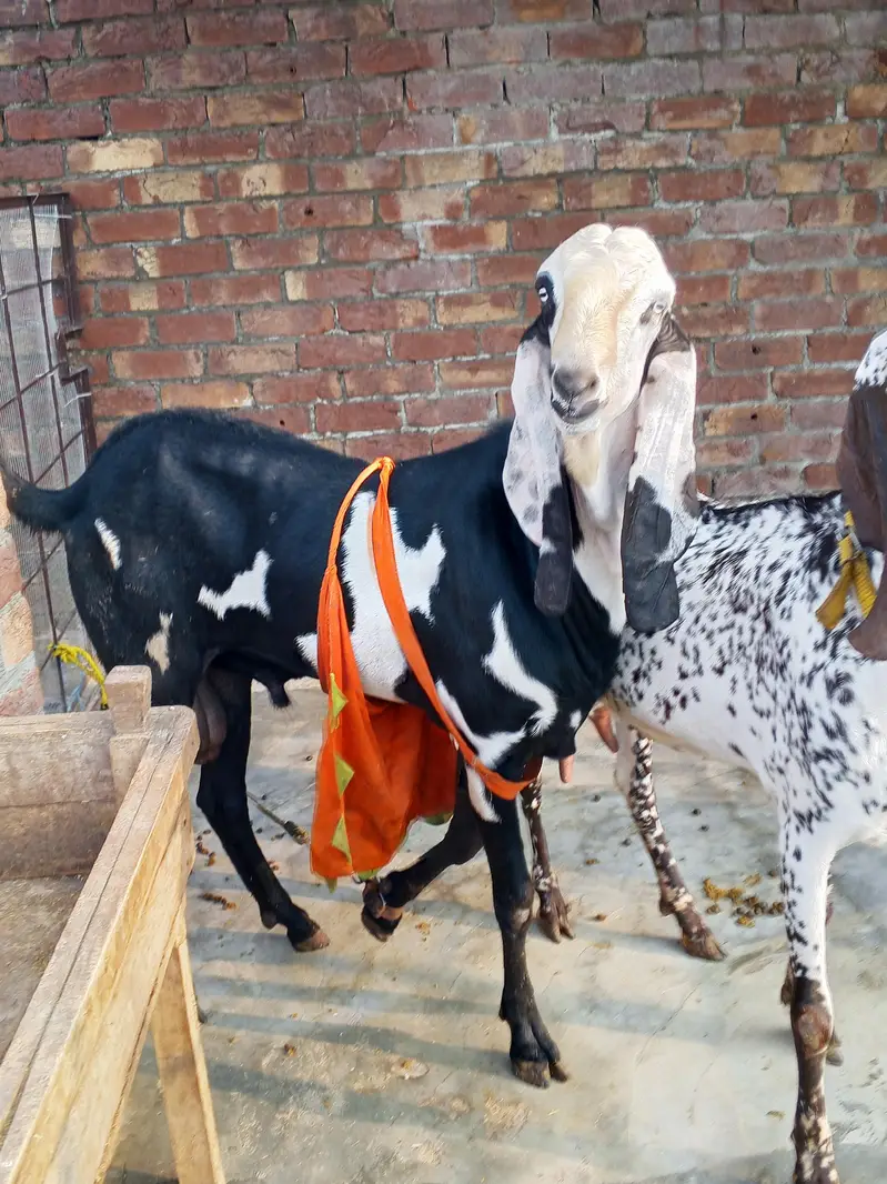 1 bredar Bakra 2 bakri — photo 4