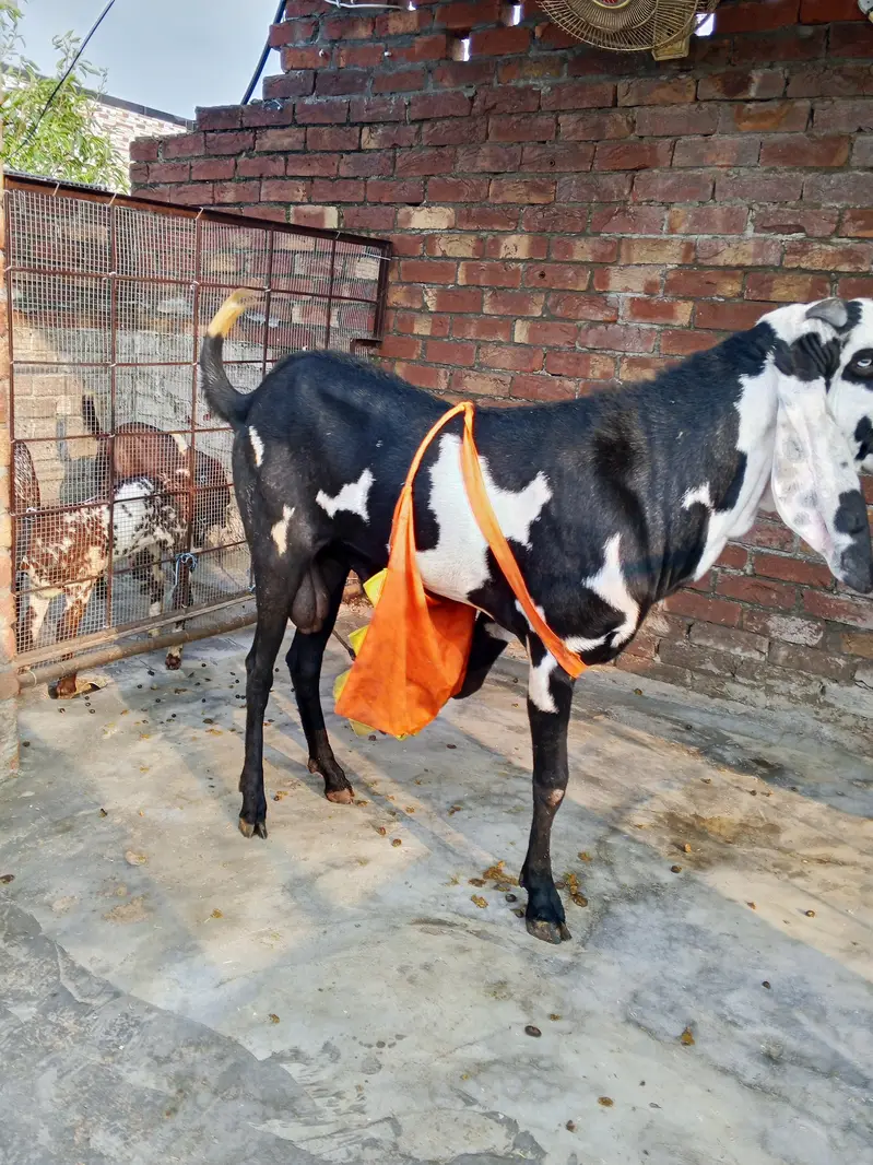 1 bredar Bakra 2 bakri — photo 5