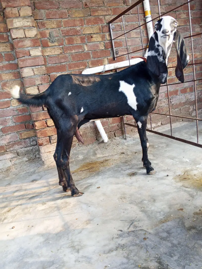 1 bredar Bakra 2 bakri — photo 6