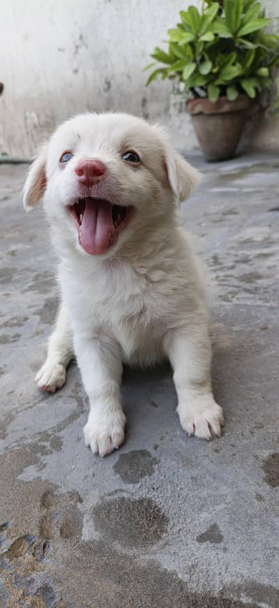 Golden And White puppies (Breed:Poodle)
