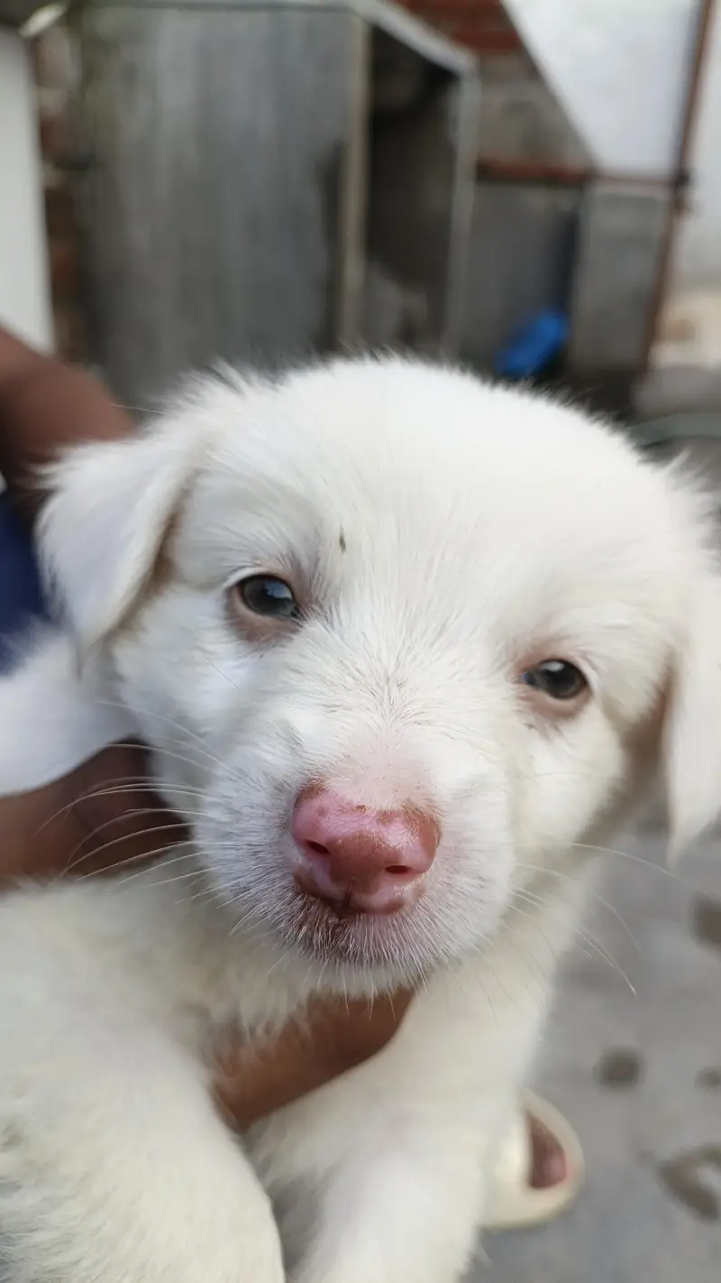 Golden And White puppies (Breed:Poodle) — photo 2