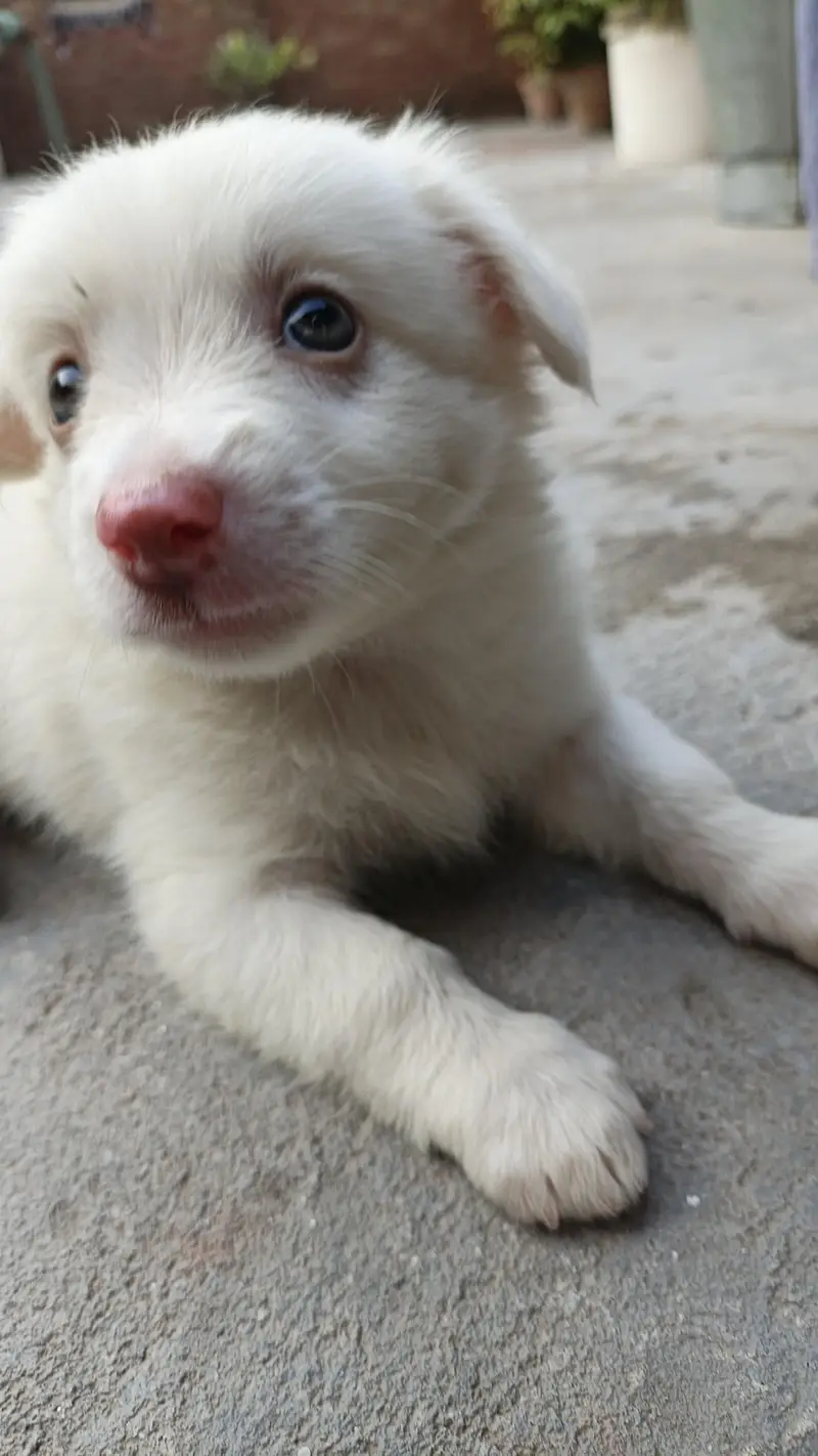 Golden And White puppies (Breed:Poodle) — photo 3