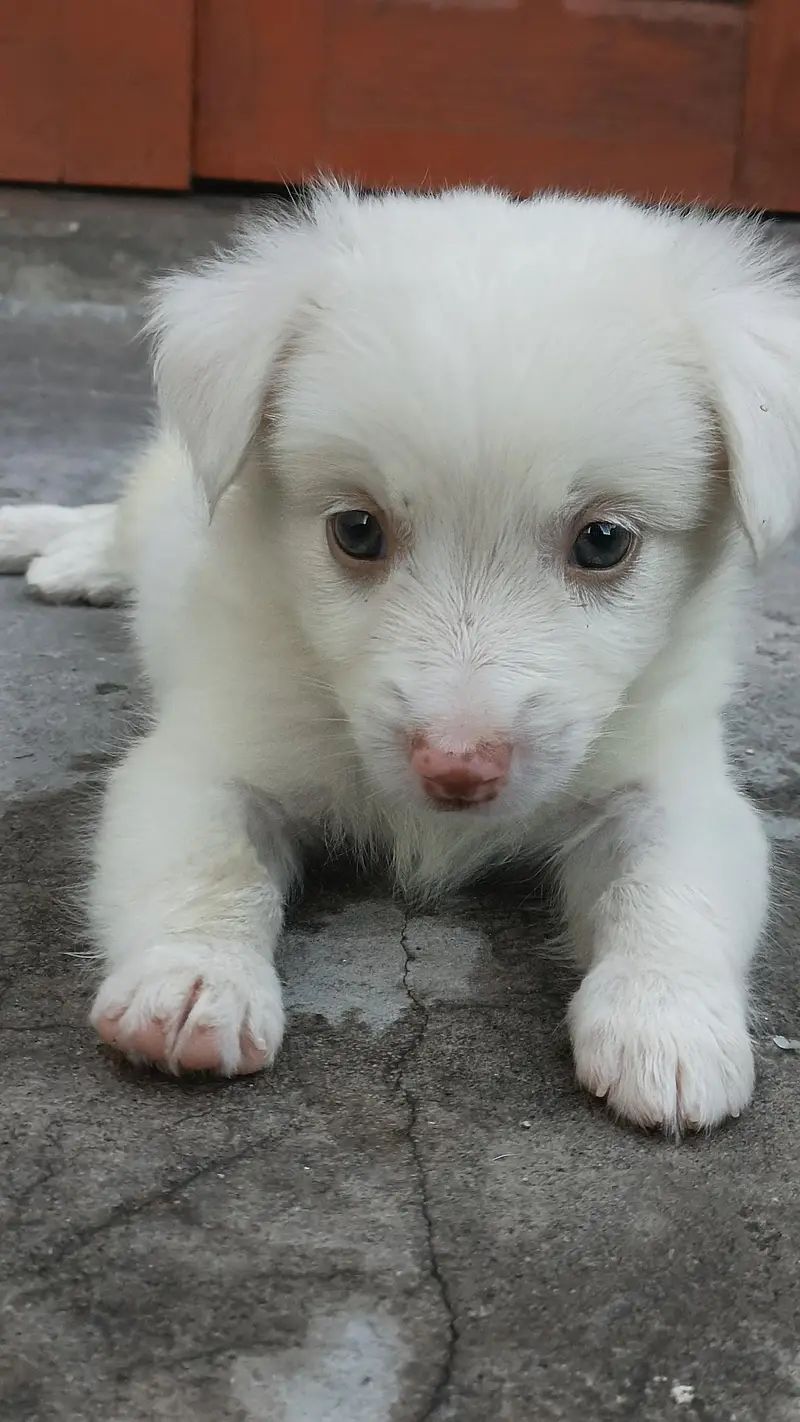 Golden And White puppies (Breed:Poodle) — photo 4