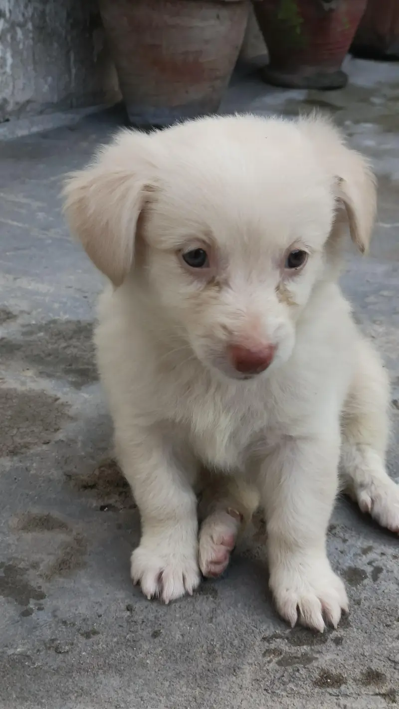 Golden And White puppies (Breed:Poodle) — photo 5
