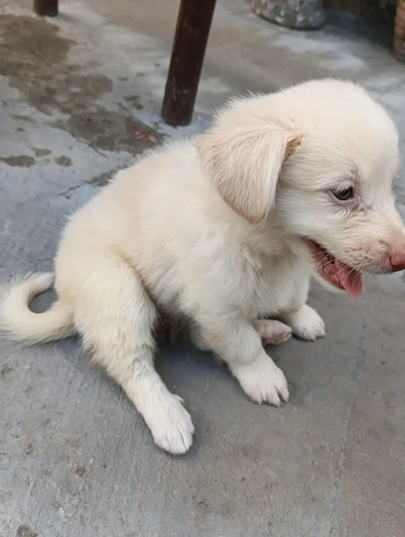 Golden And White puppies (Breed:Poodle) — photo 6
