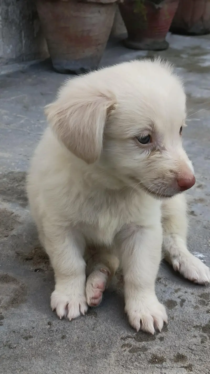 Golden And White puppies (Breed:Poodle) — photo 7