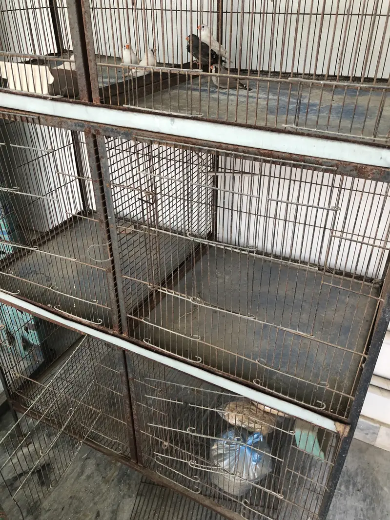 7 portion cage with 3 pair off finch