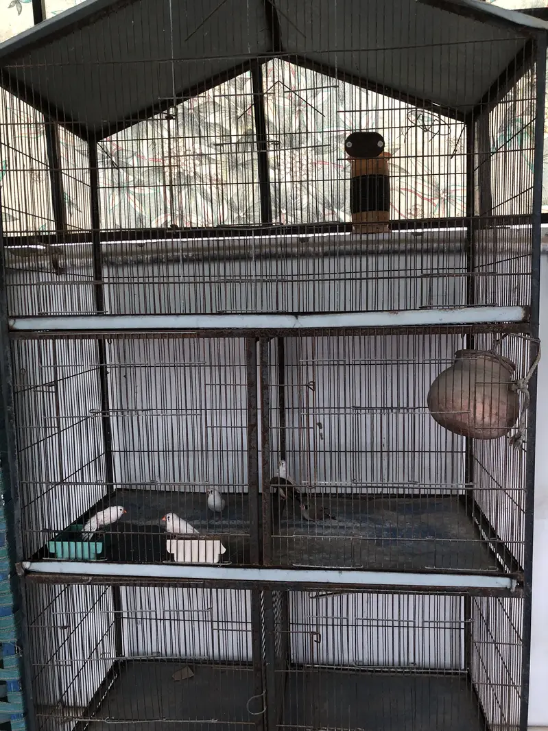 7 portion cage with 3 pair off finch — photo 2