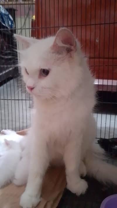 Persian cat for sale with kittens (4)