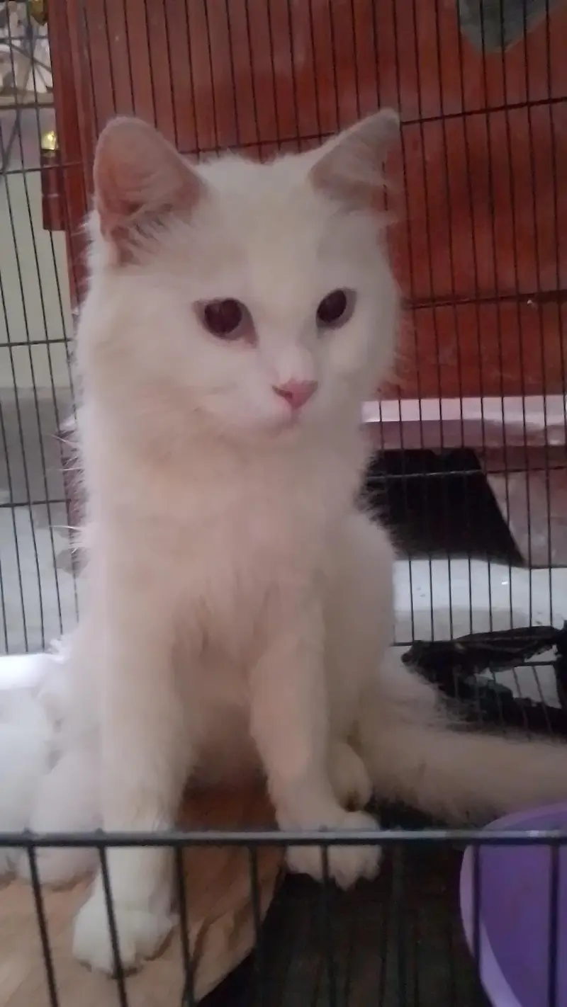 Persian cat for sale with kittens (4) — photo 2