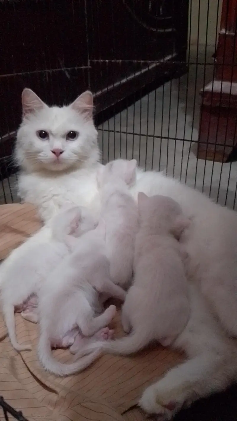 Persian cat for sale with kittens (4) — photo 3