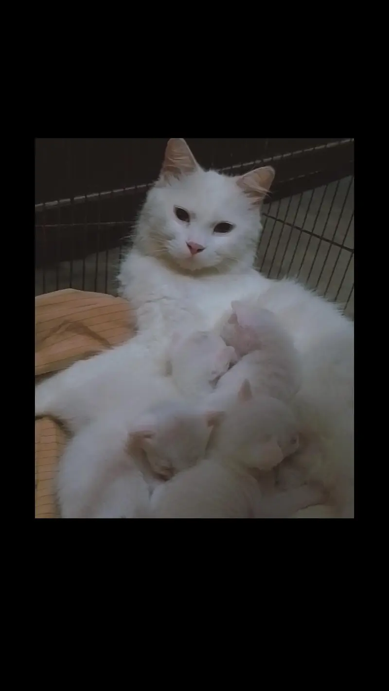 Persian cat for sale with kittens (4) — photo 4