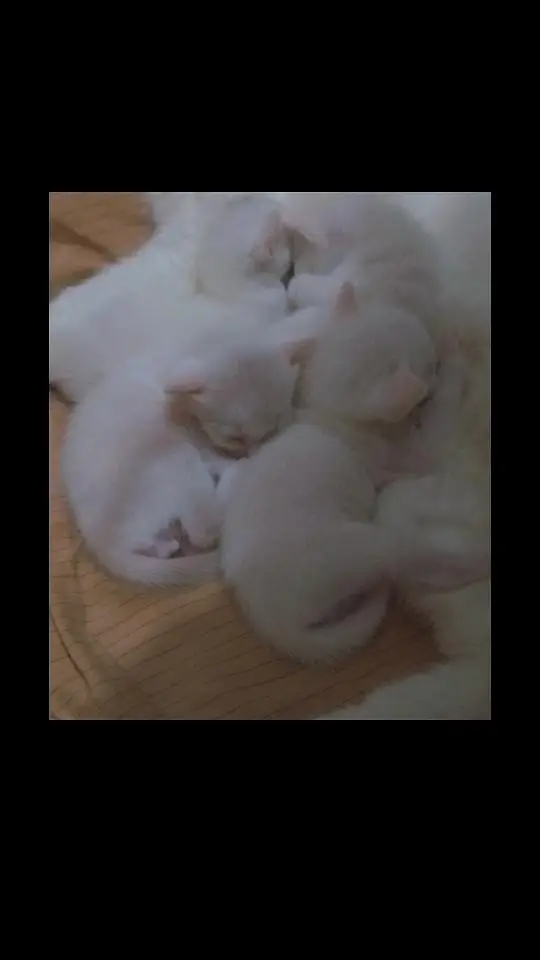 Persian cat for sale with kittens (4) — photo 5