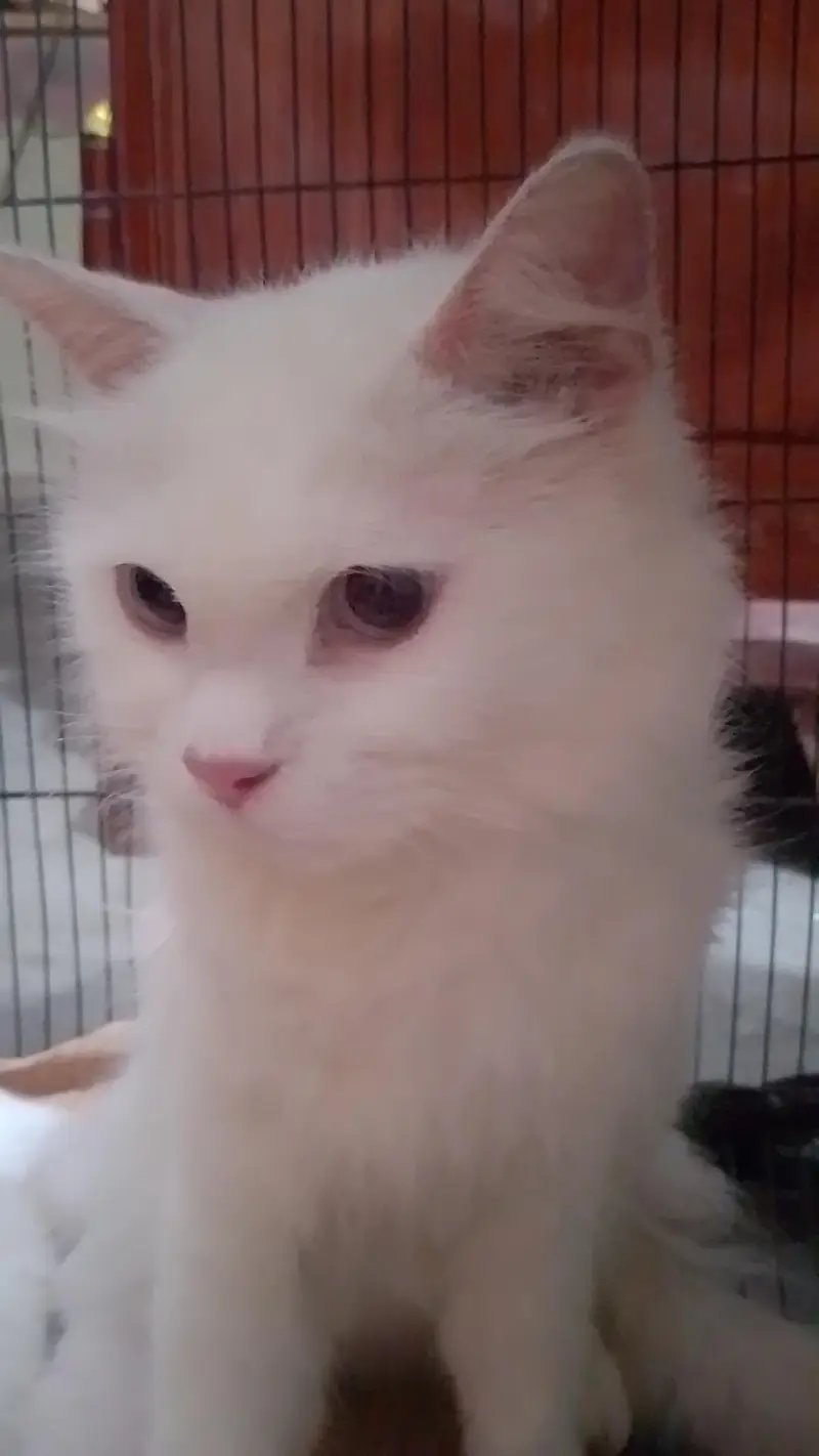 Persian cat for sale with kittens (4) — photo 6