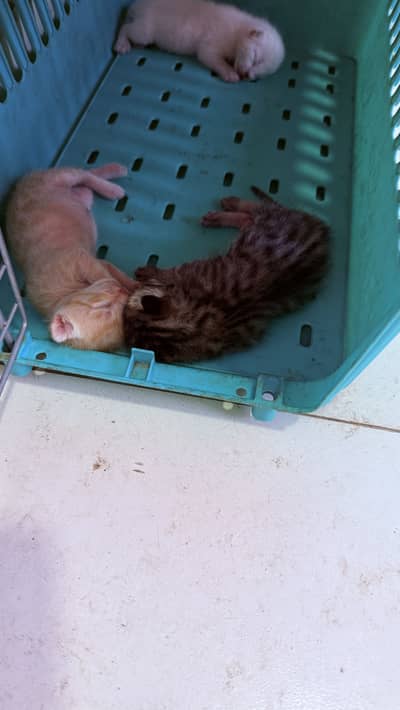 Semi Persian cats kittens for adoption