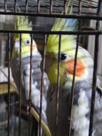 1 pair cocktail birds male and female