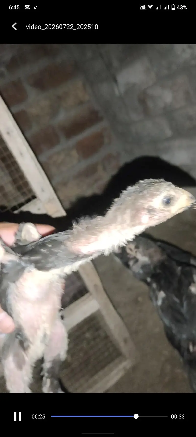Panus Pakoya Chicks With game — photo 2