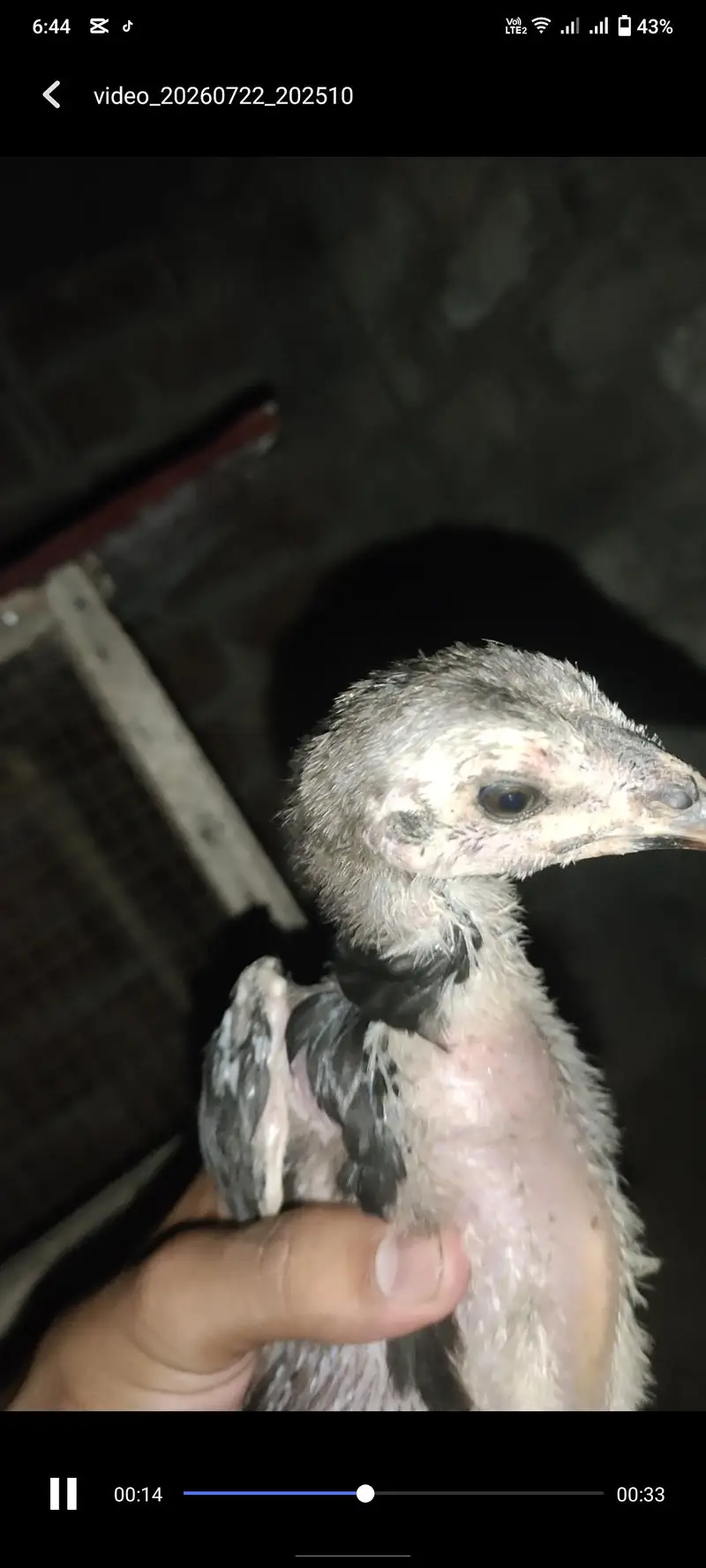 Panus Pakoya Chicks With game — photo 4