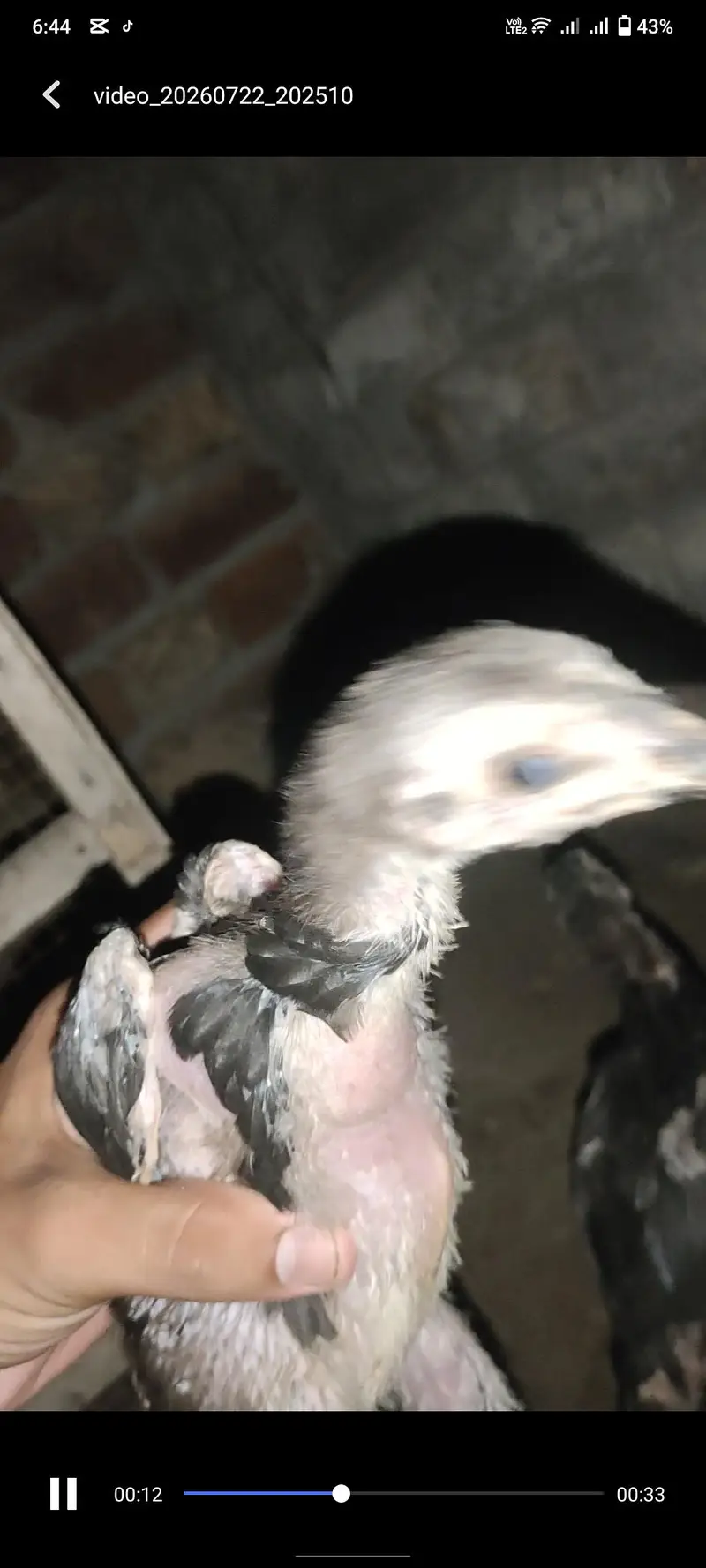 Panus Pakoya Chicks With game — photo 5