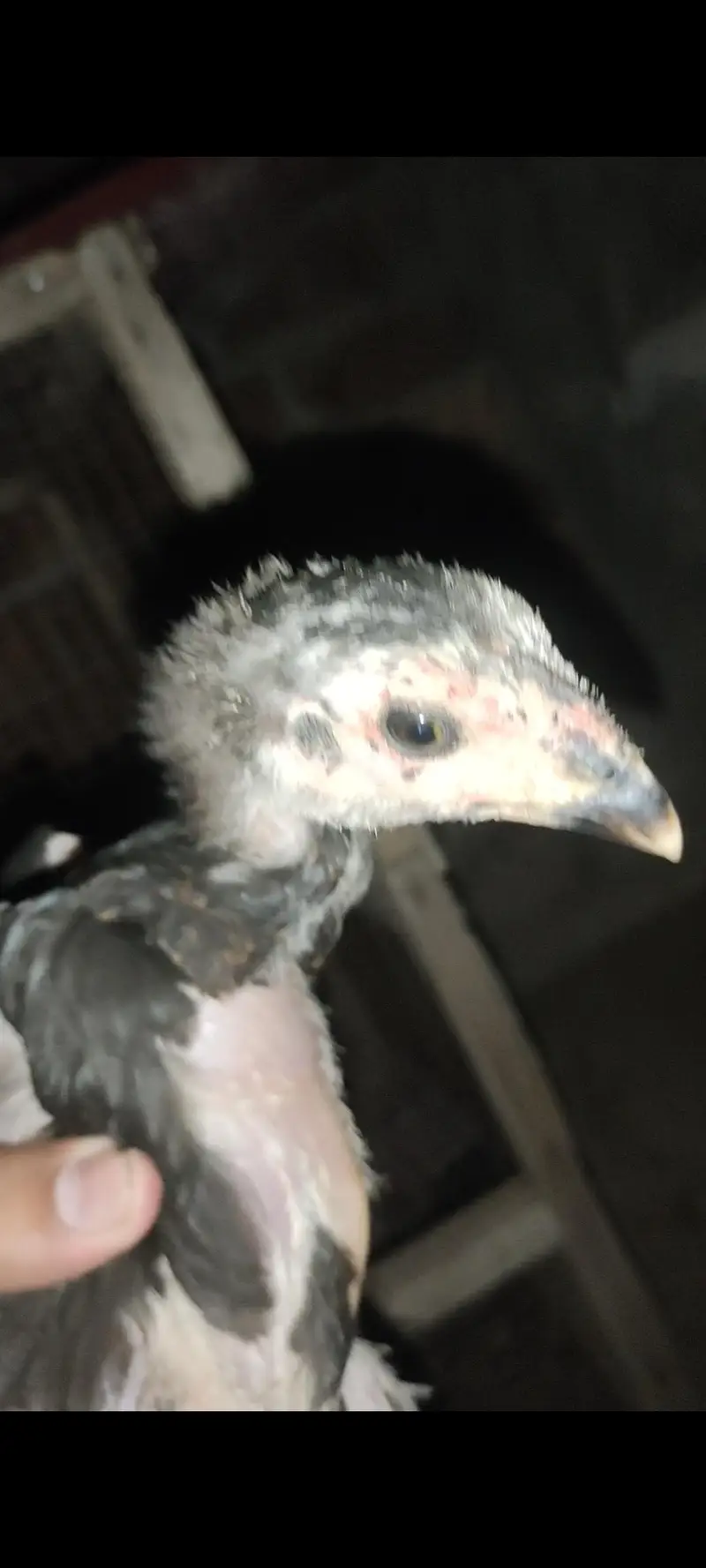 Panus Pakoya Chicks With game — photo 6
