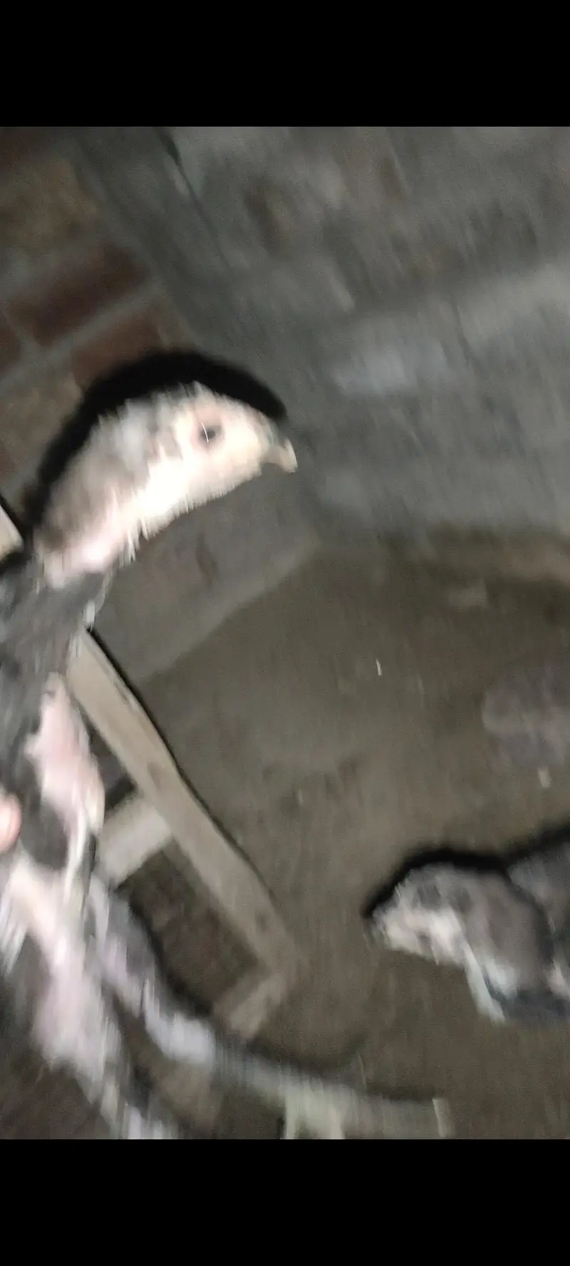 Panus Pakoya Chicks With game — photo 7